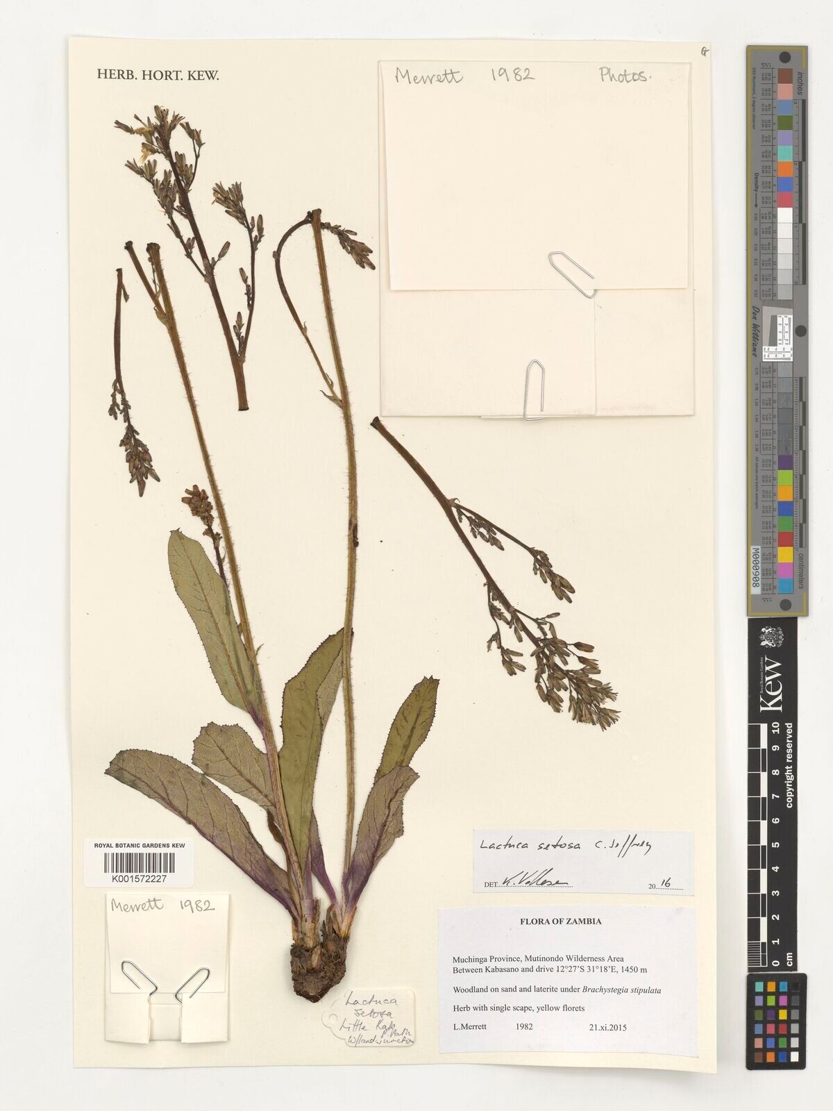 Lactuca setosa — houseplant care guide