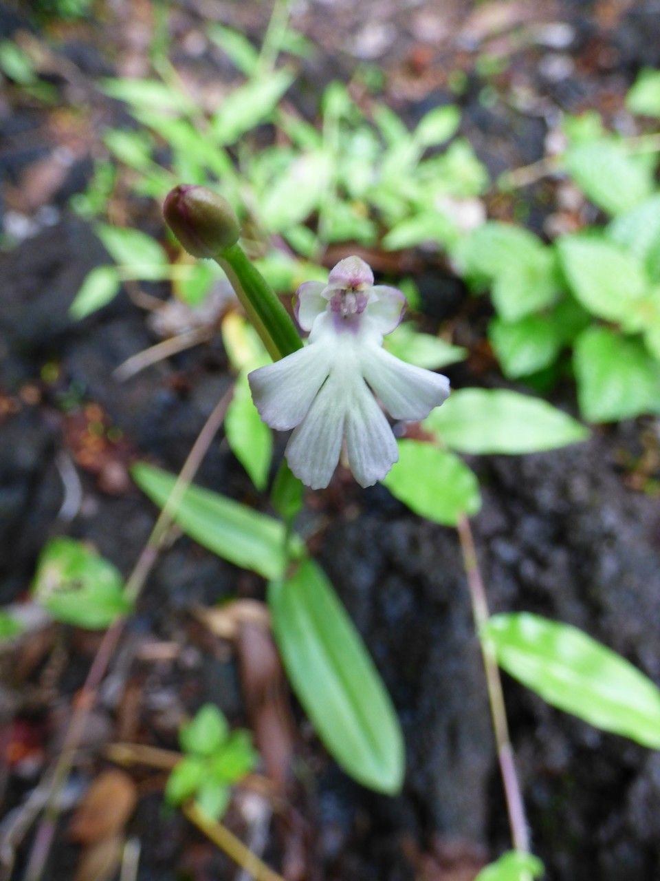 Cynorkis fastigiata flower