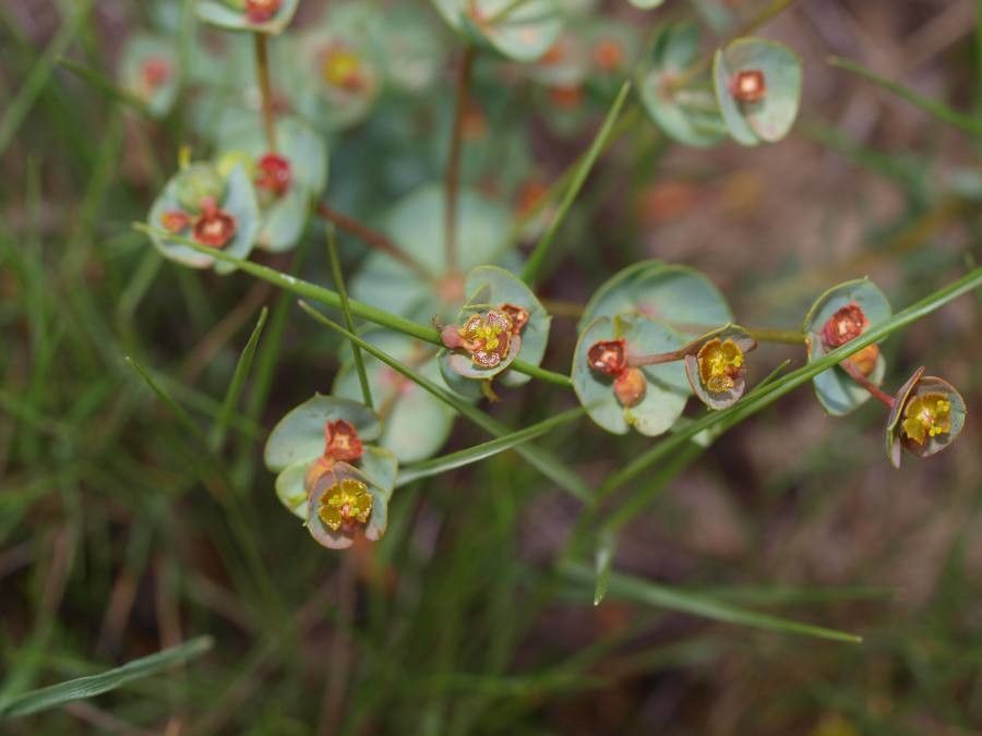 Euphorbia minuta flower