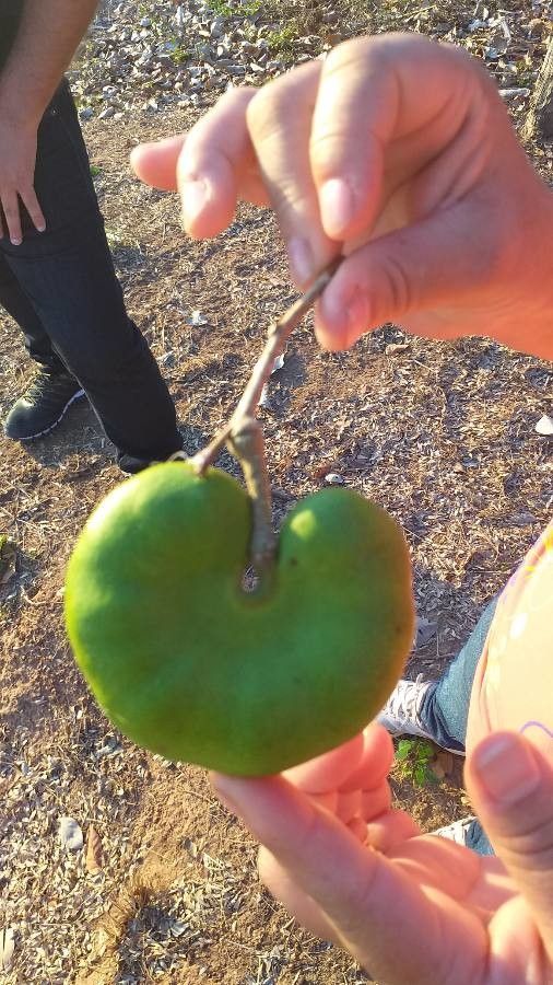 Sterculia africana fruit
