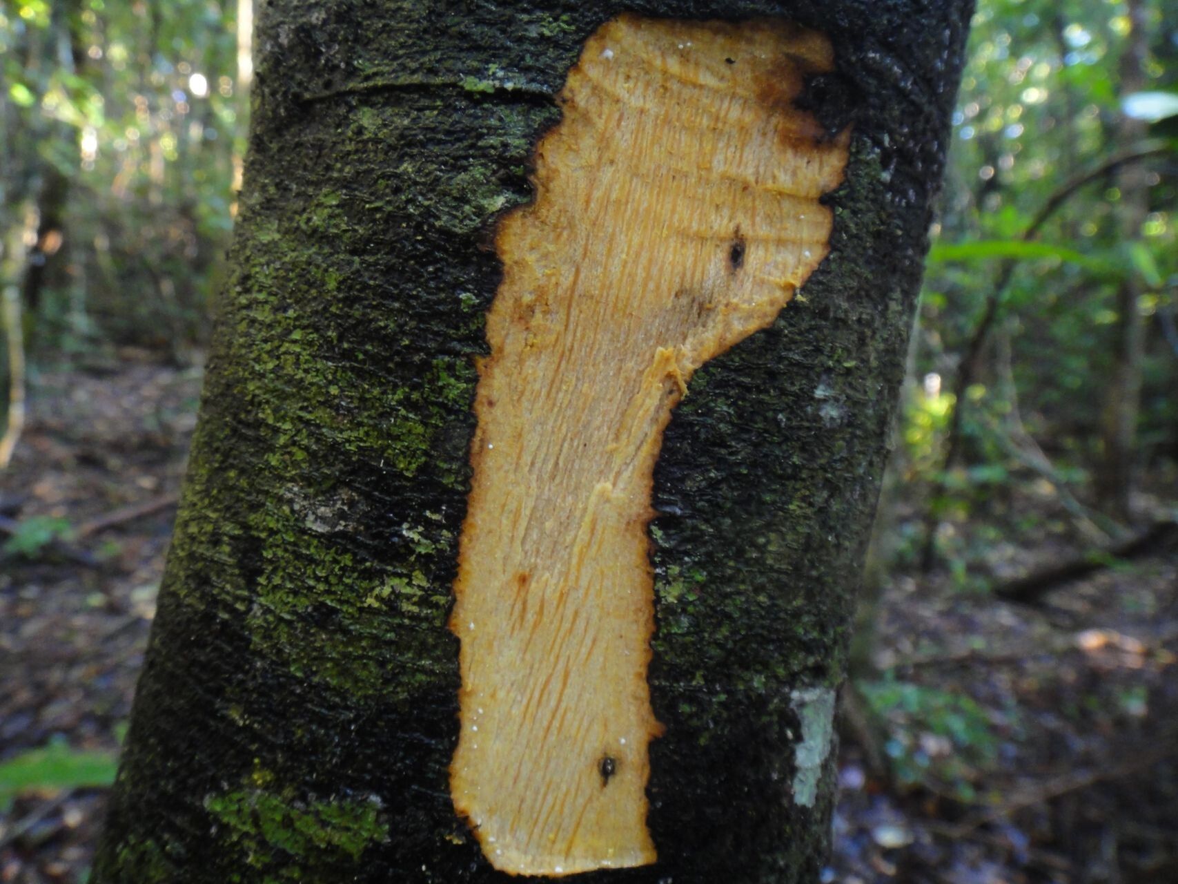 Ochrosia grandiflora bark