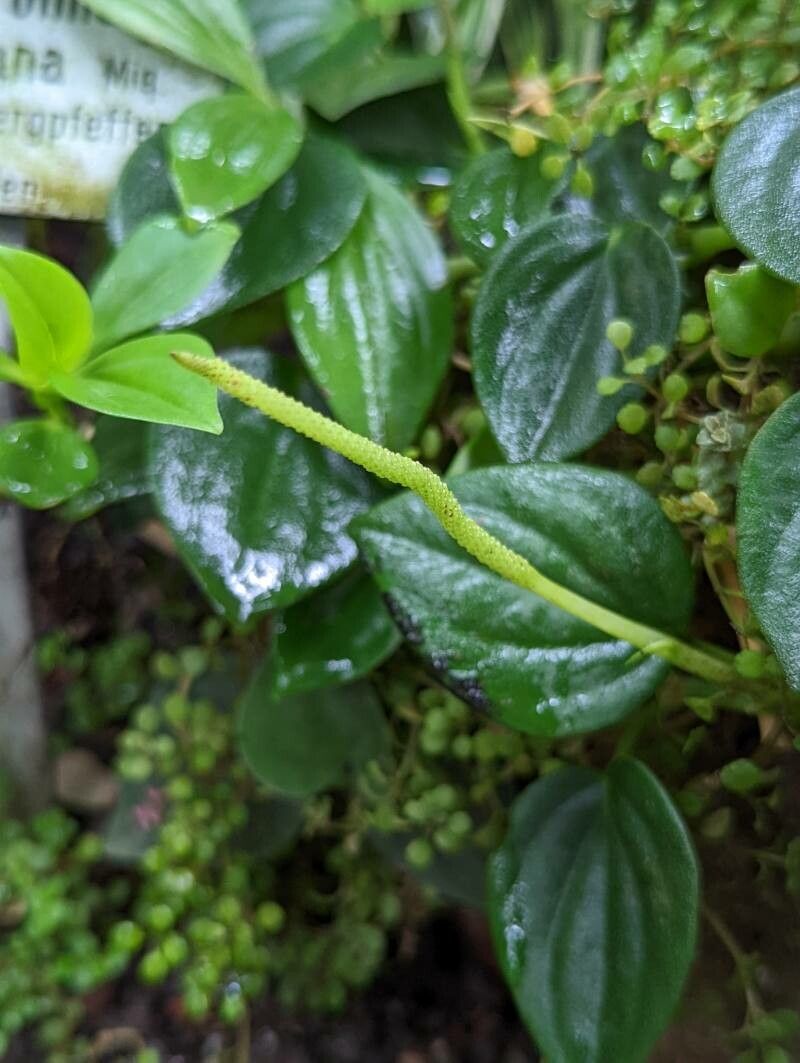 Peperomia velloziana fruit