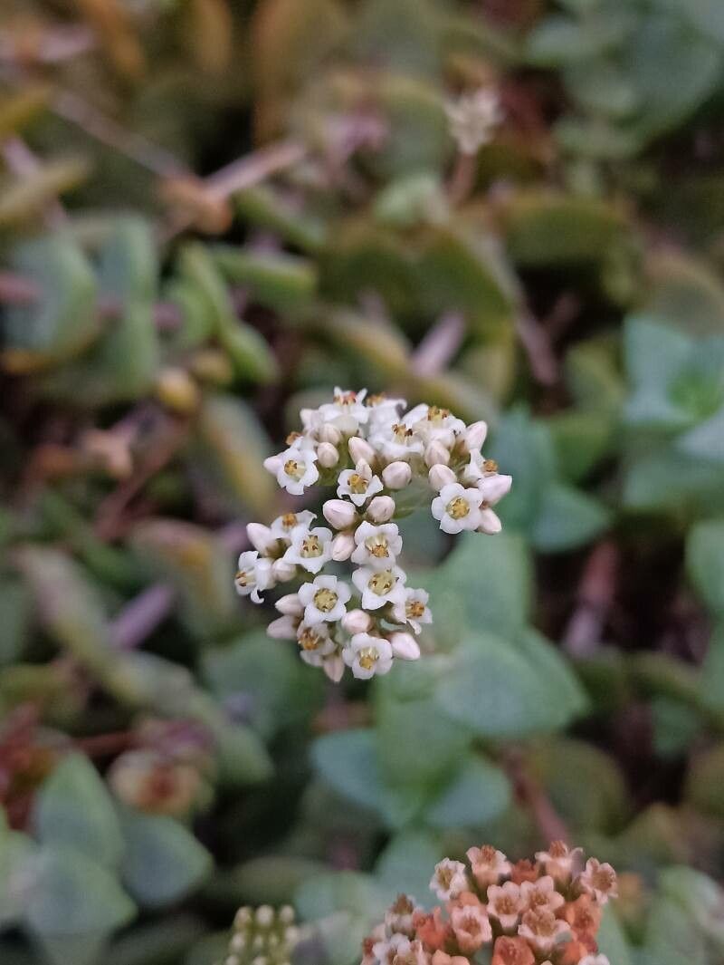 Crassula sladenii flower