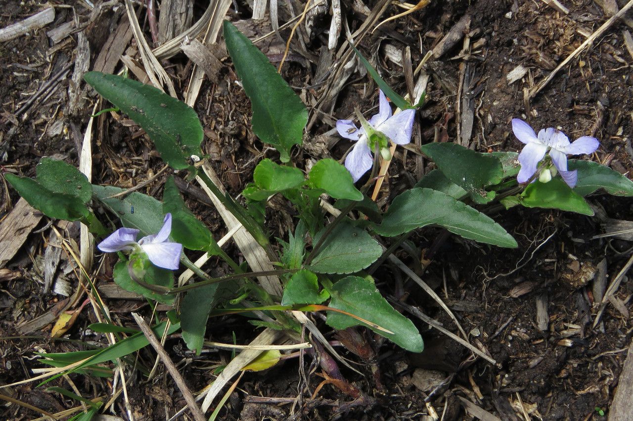 Viola lactea habit
