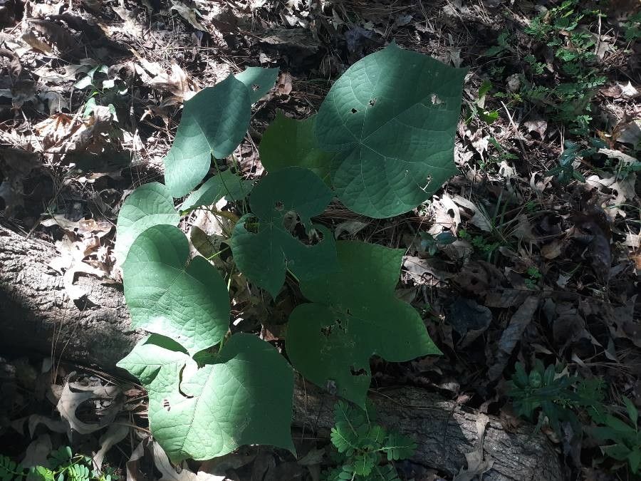 Menispermum canadense habit