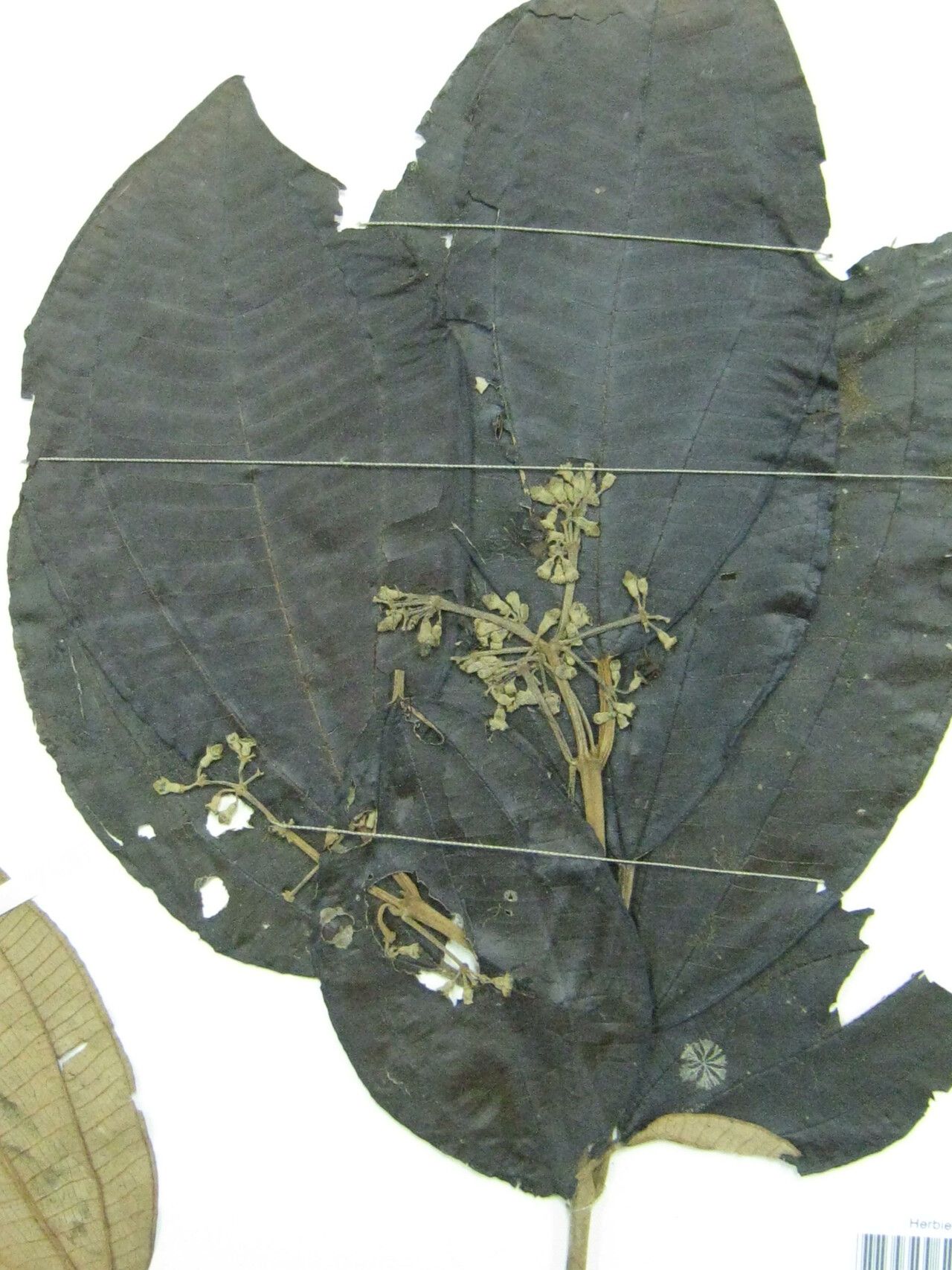 Miconia pubipetala other