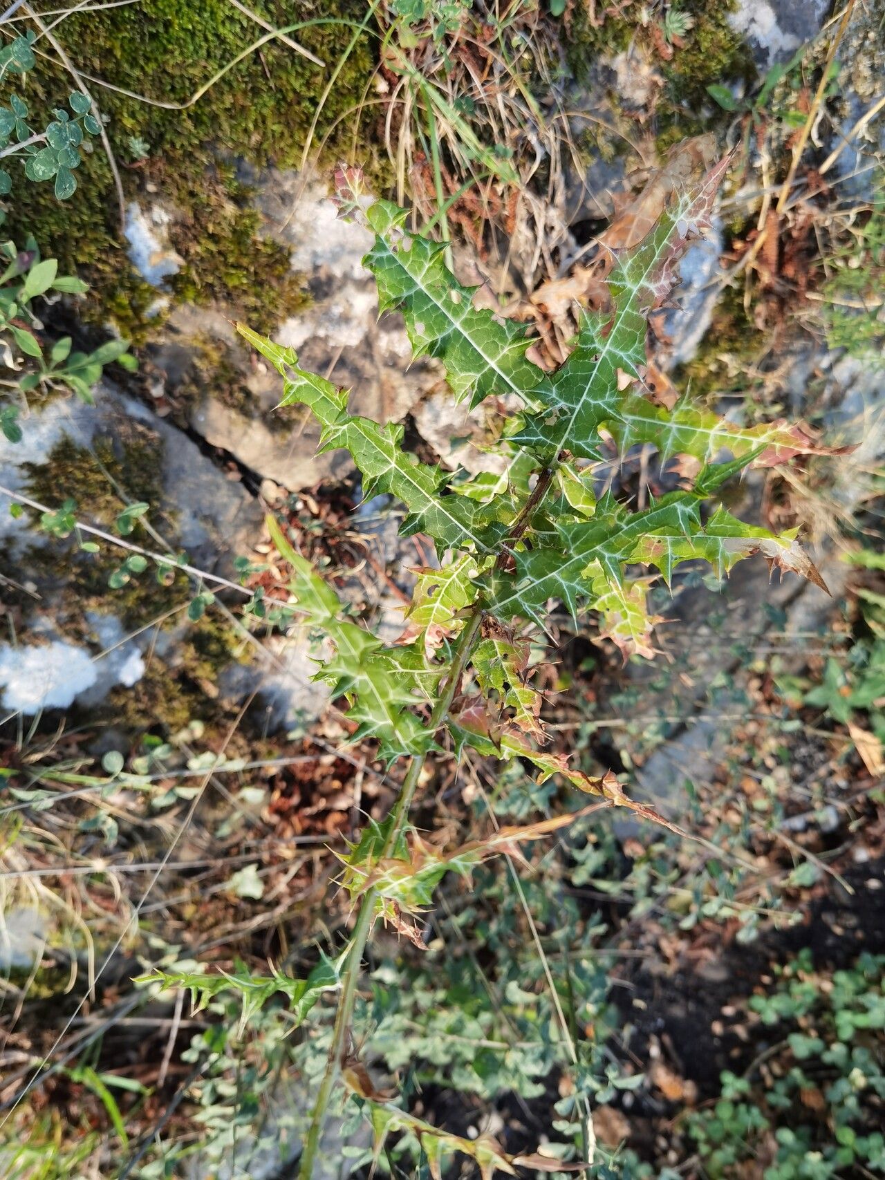 Ptilostemon strictus — houseplant care guide