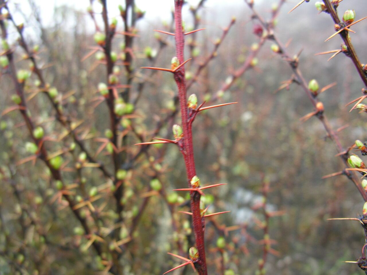 Berberis angulosa bark
