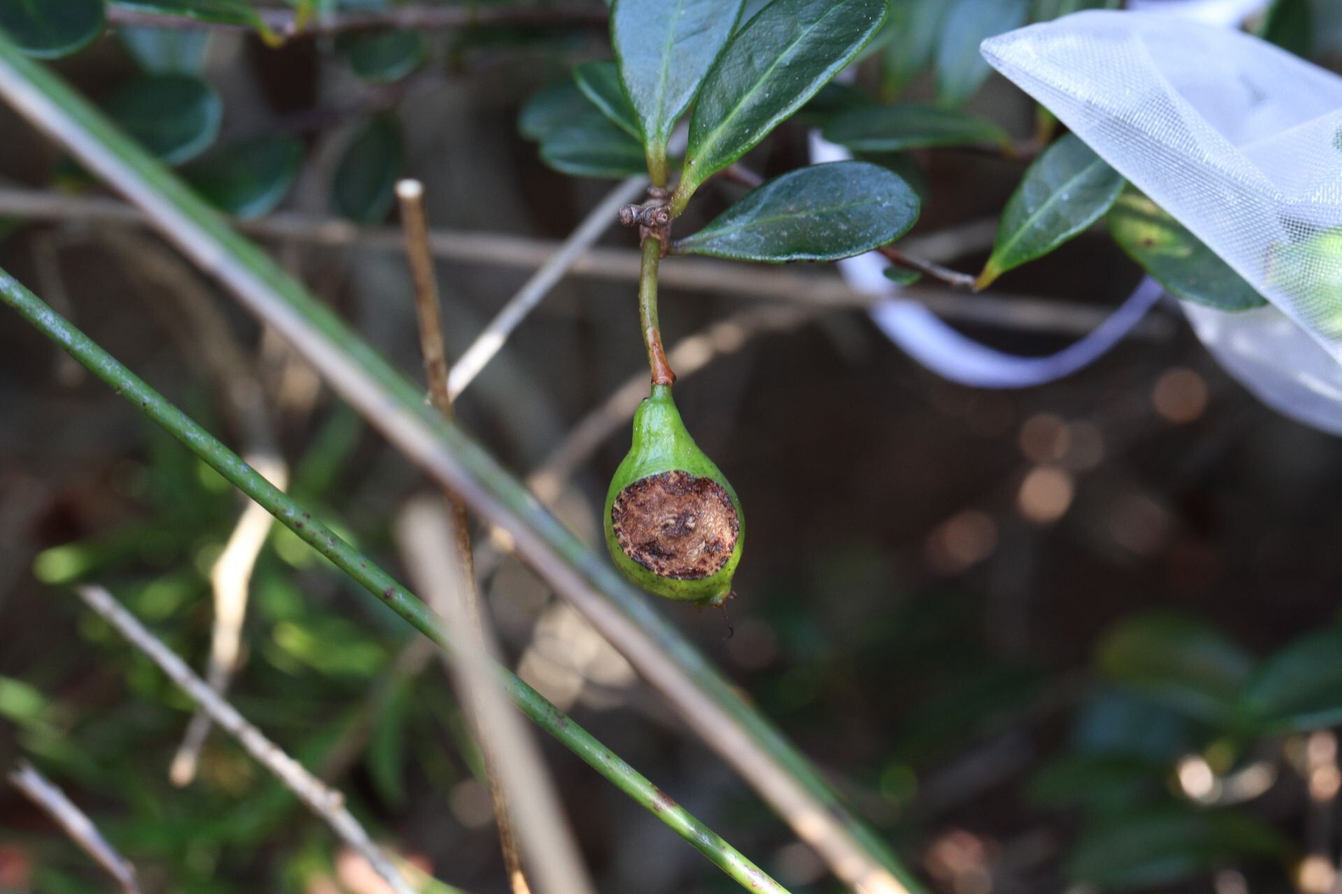 Syzygium nanum — houseplant care guide