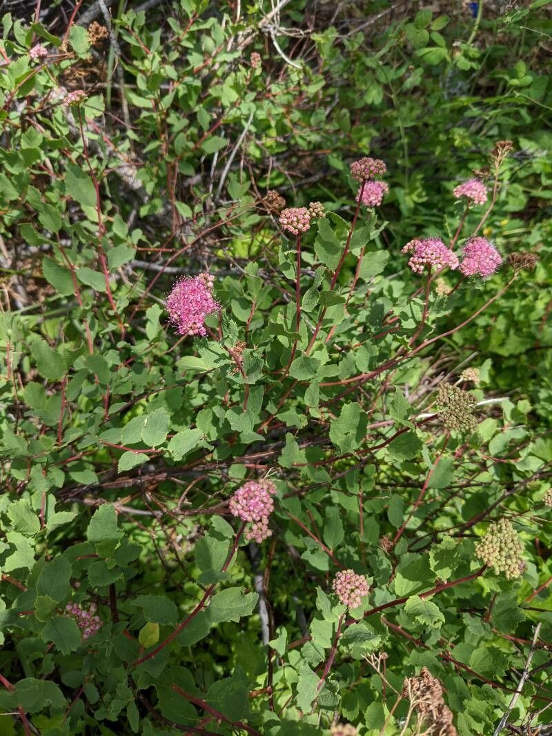 Spiraea splendens flower