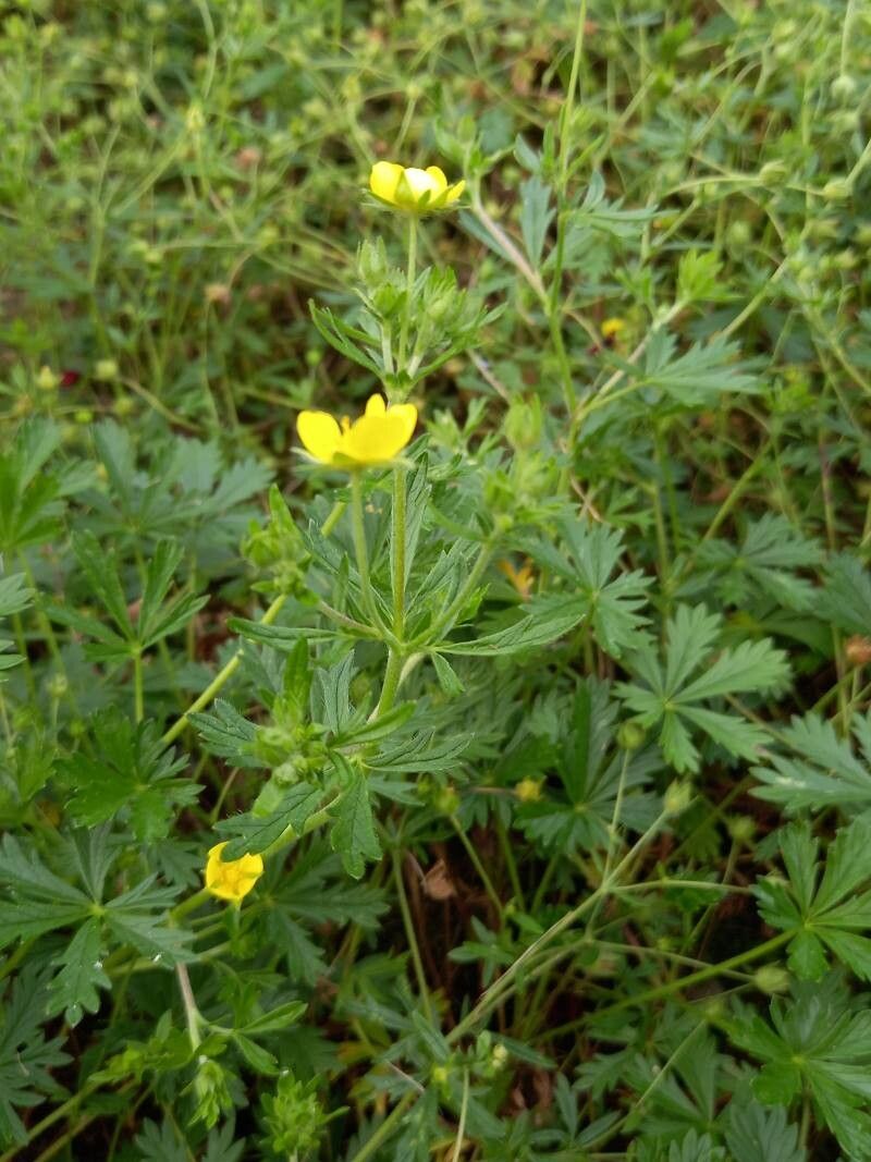 Potentilla rhenana leaf