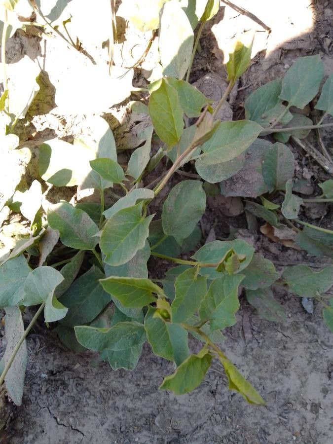 Physalis crassifolia — search result for 'Physalis'