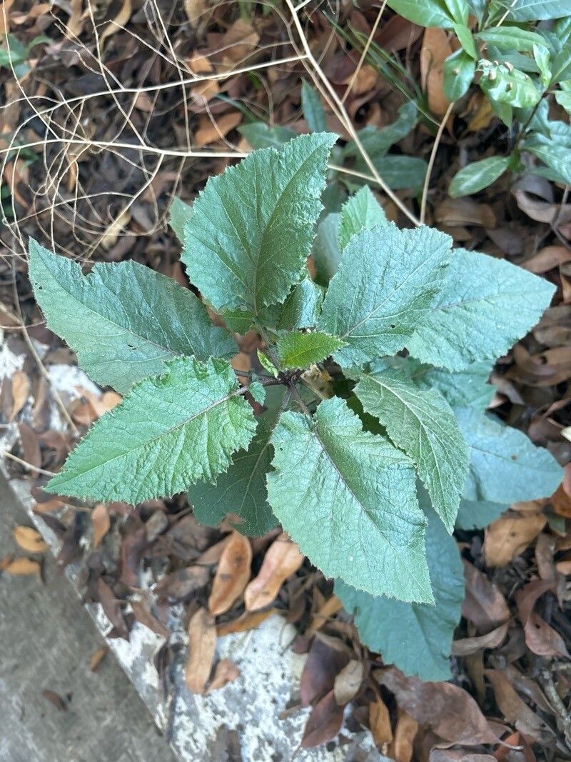 Crambe strigosa — search result for 'Crambe'