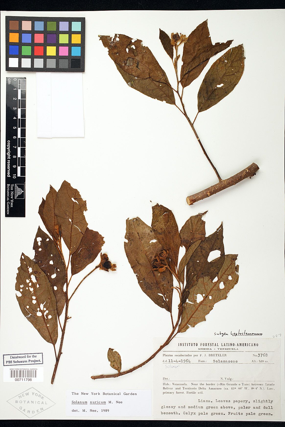 Solanum nuricum — houseplant care guide