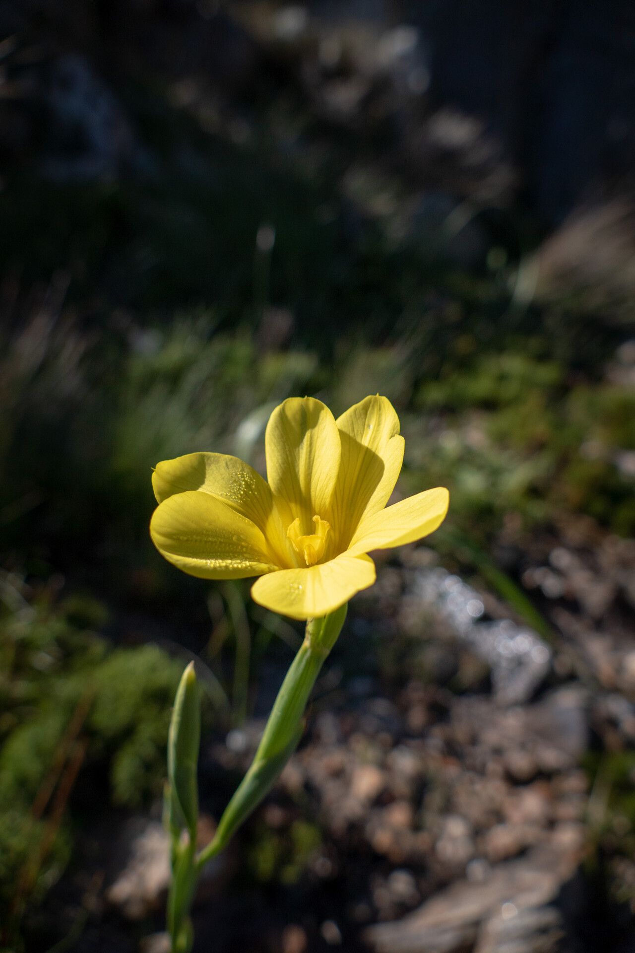 Moraea ochroleuca — houseplant care guide
