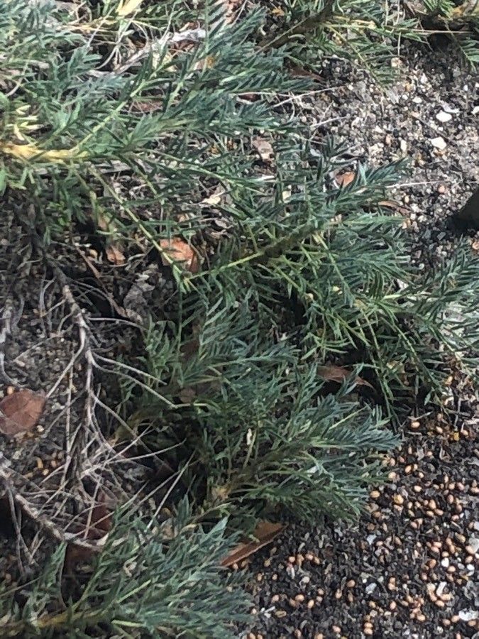 Astragalus granatensis — houseplant care guide