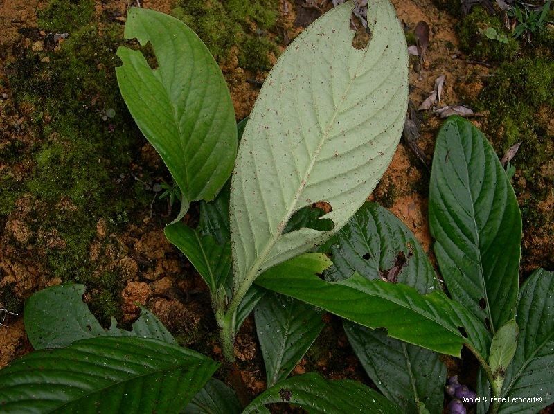 Psychotria ammericola habit