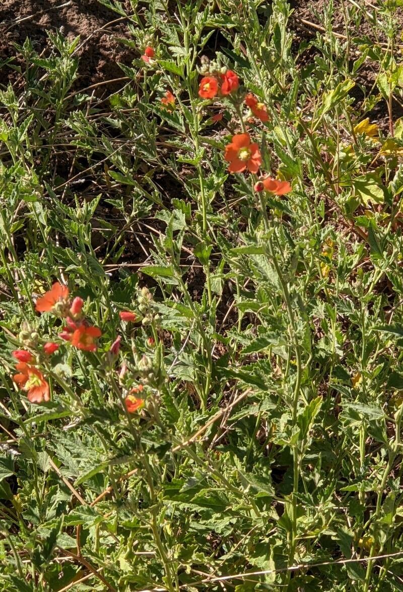 Sphaeralcea incana flower