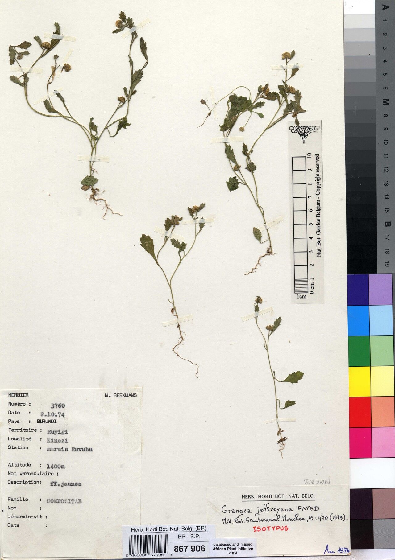 Grangea jeffreyana — related species from the same genus