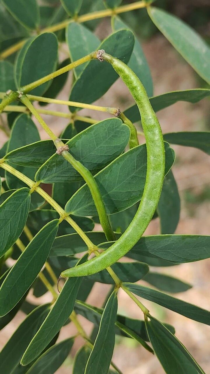 Senna candolleana fruit