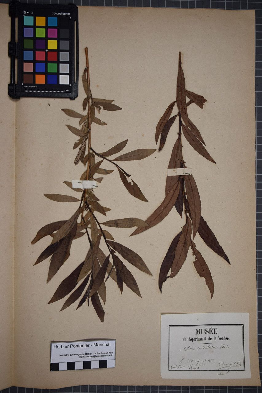 Salix × mollissima other