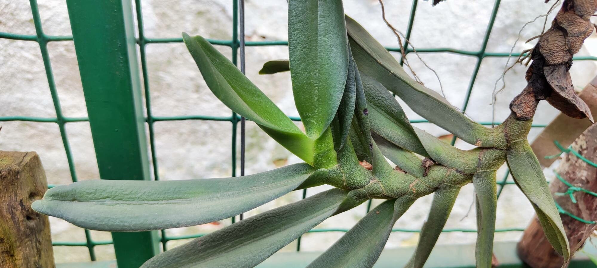 Angraecum compactum — houseplant care guide