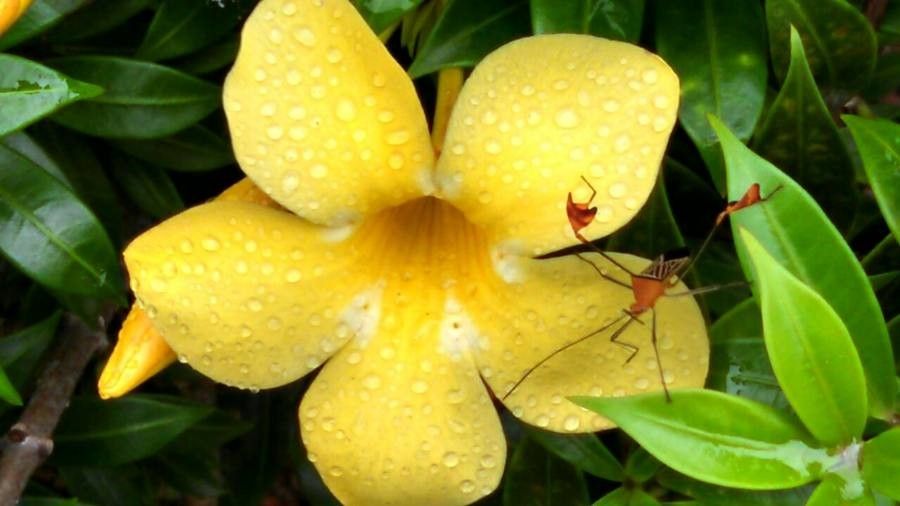 Dolichandra unguis-cati — search result for 'Bignoniaceae'