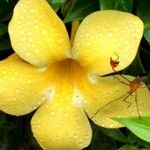 Dolichandra unguis-cati