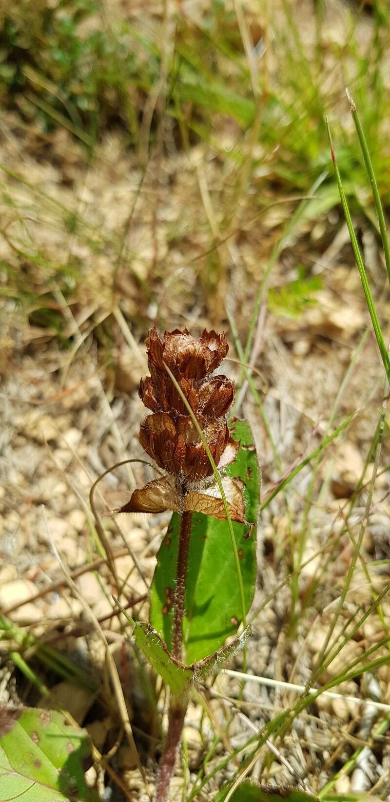 Prunella grandiflora fruit