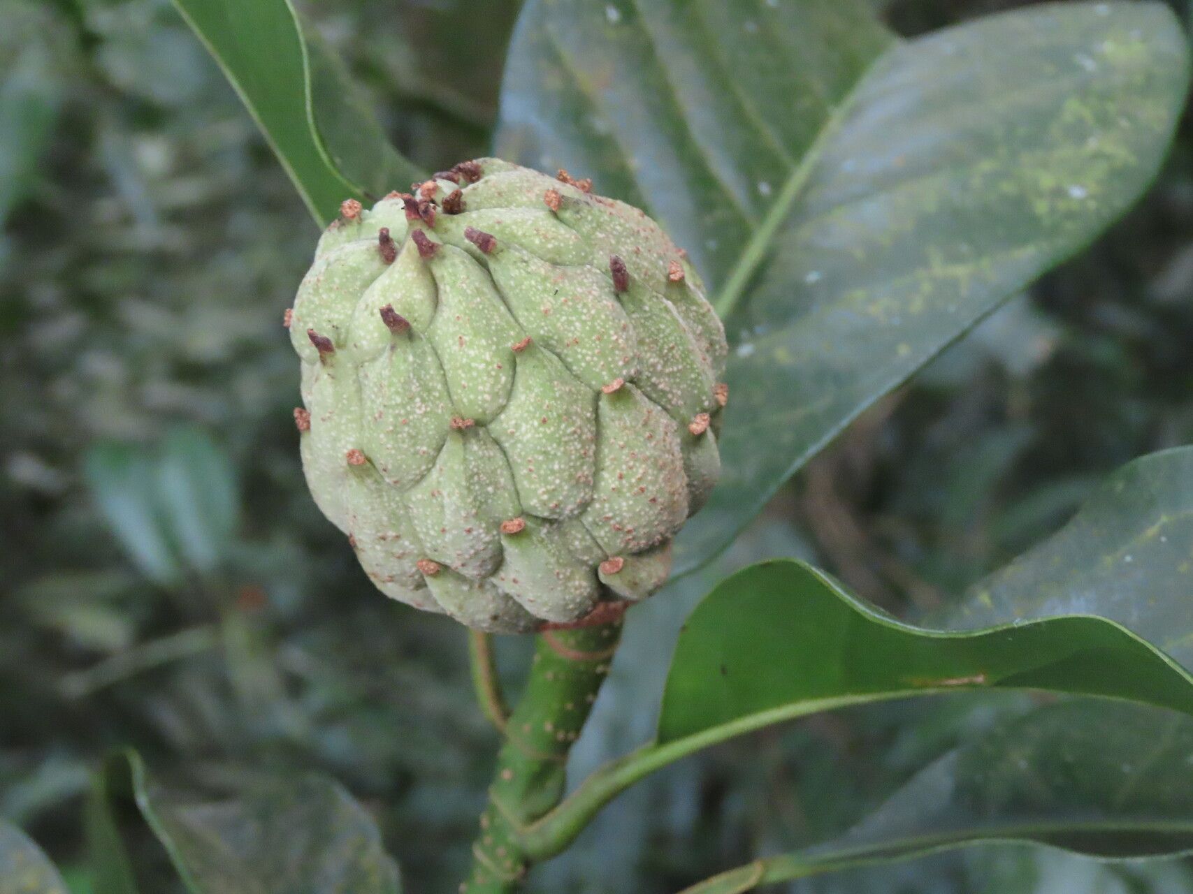 Magnolia gloriensis fruit