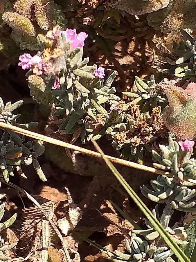 Frankenia capitata bark
