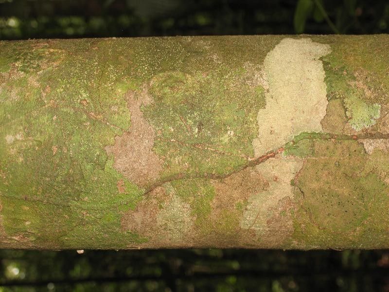 Protium decandrum bark