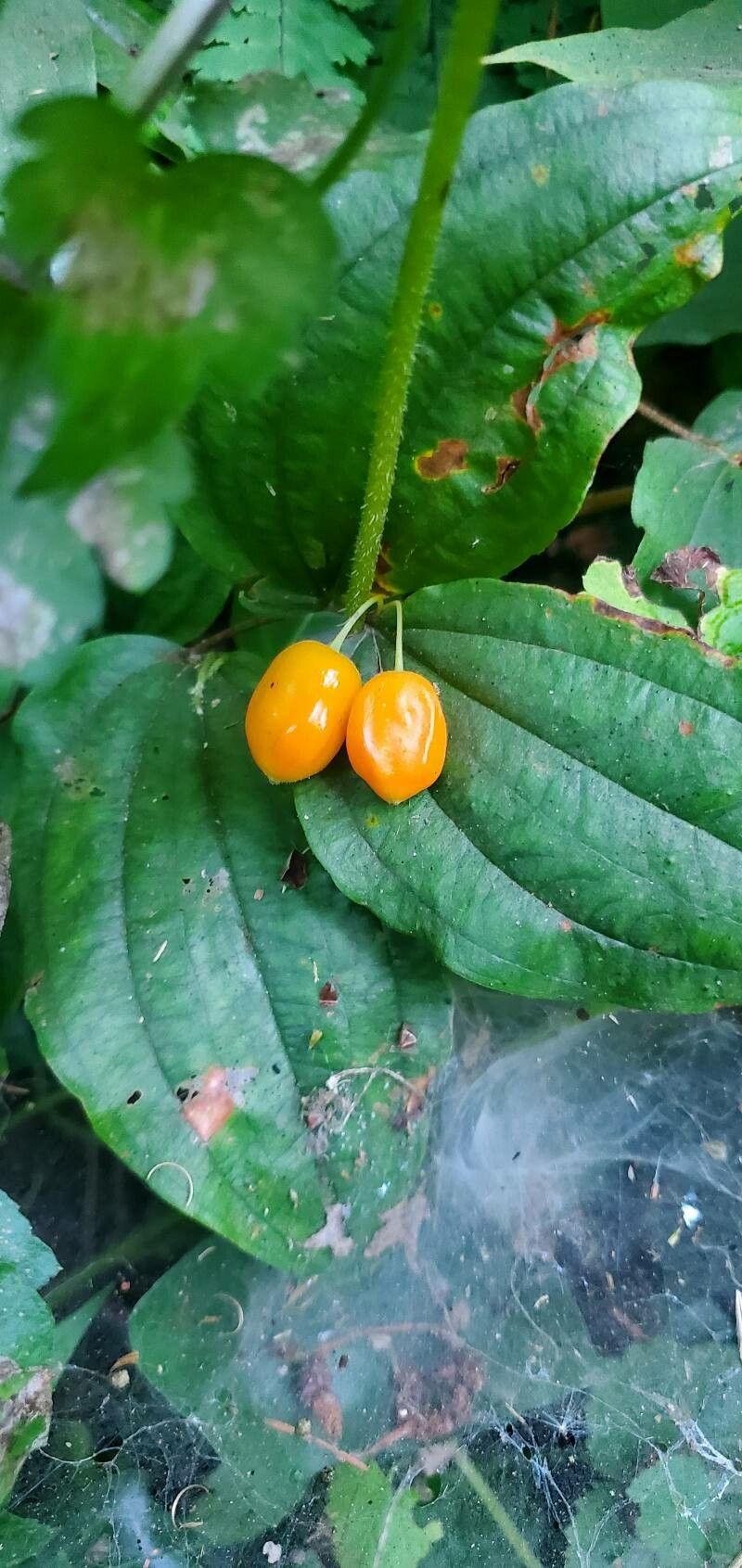 Prosartes smithii fruit