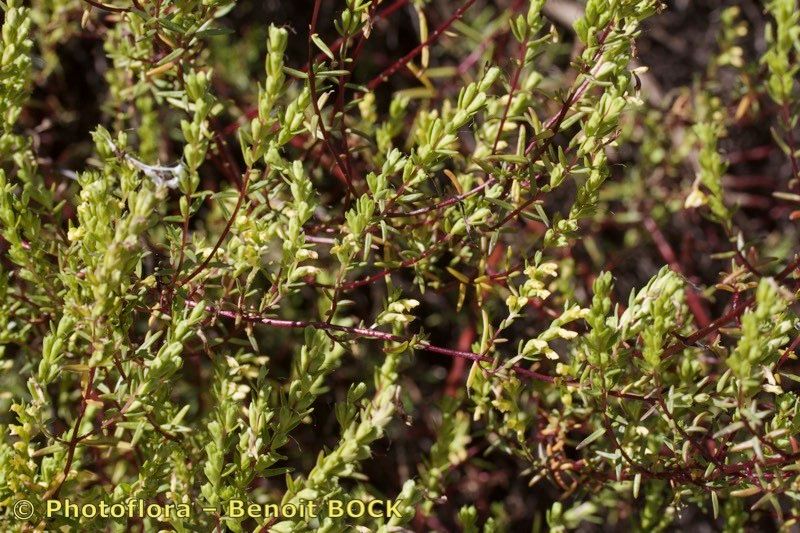 Odontites linkii — houseplant care guide