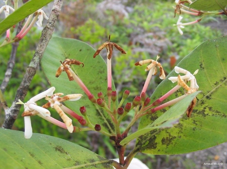 Ixora lecardii fruit