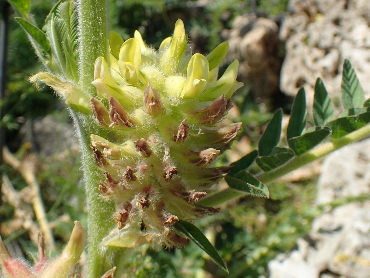 Astragalus alopecurus fruit