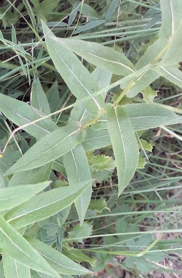 Inula salicina — search result for 'Portugal'