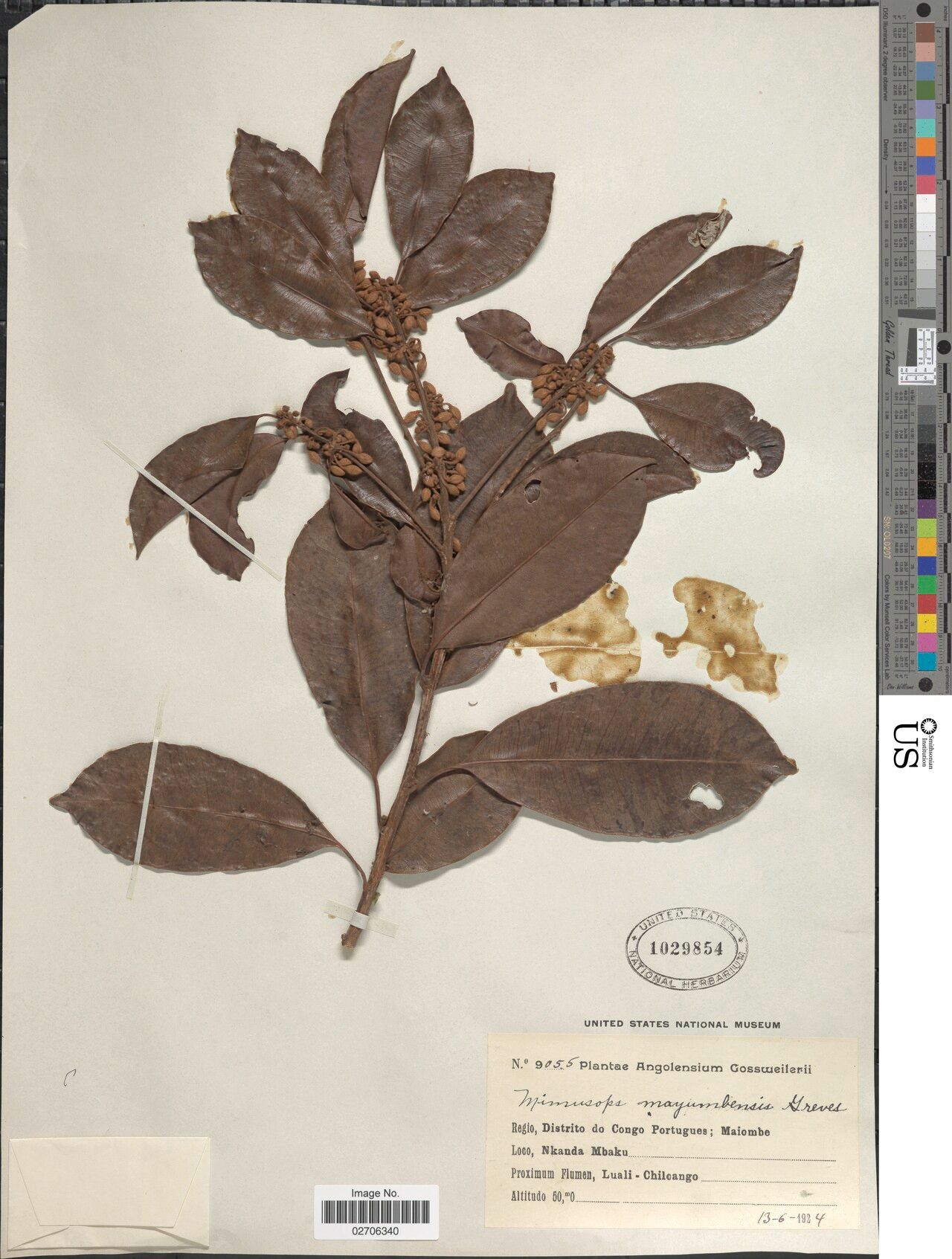 Mimusops mayumbensis — houseplant care guide