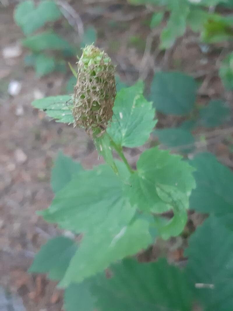 Phyteuma ovatum fruit