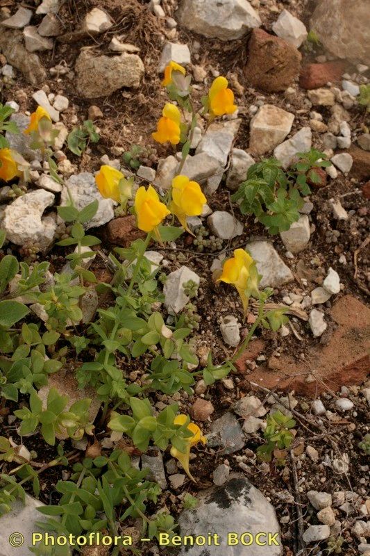 Linaria platycalyx habit