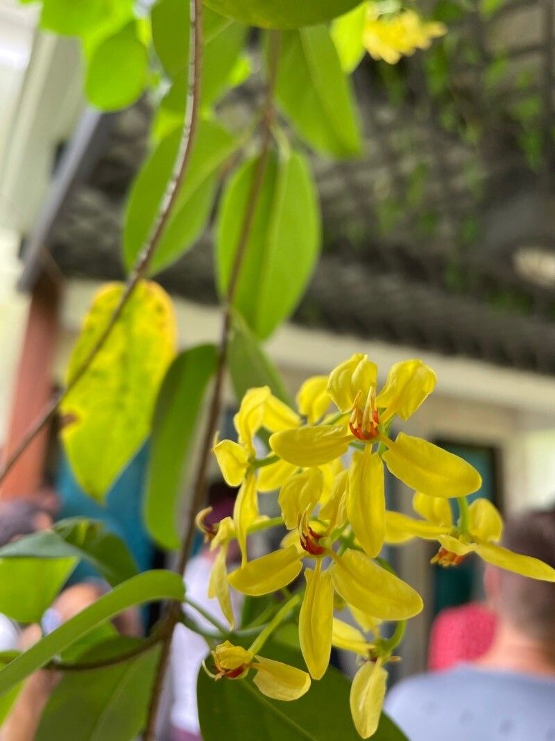 Tristellateia australasiae flower
