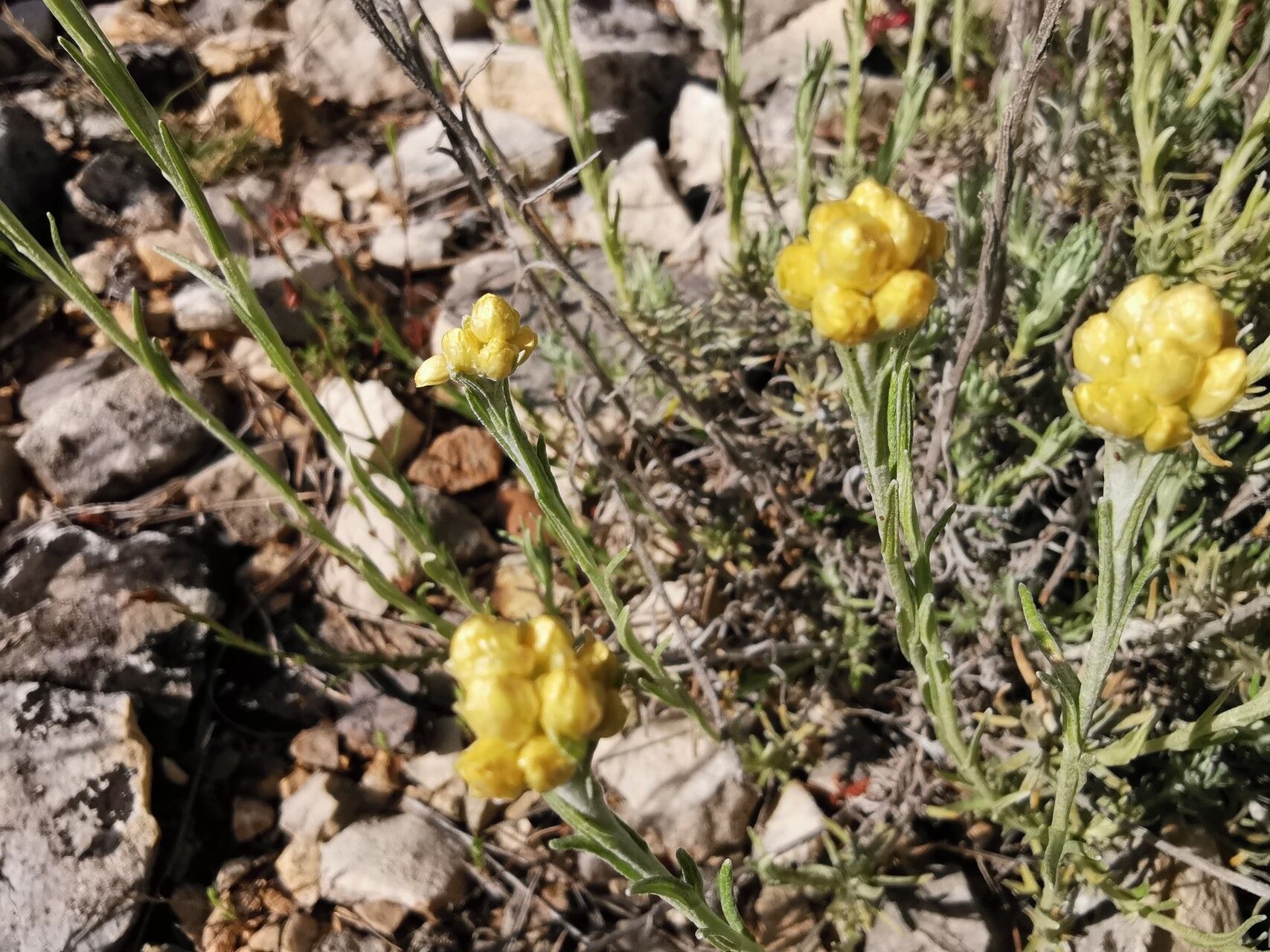 Helichrysum saxatile flower