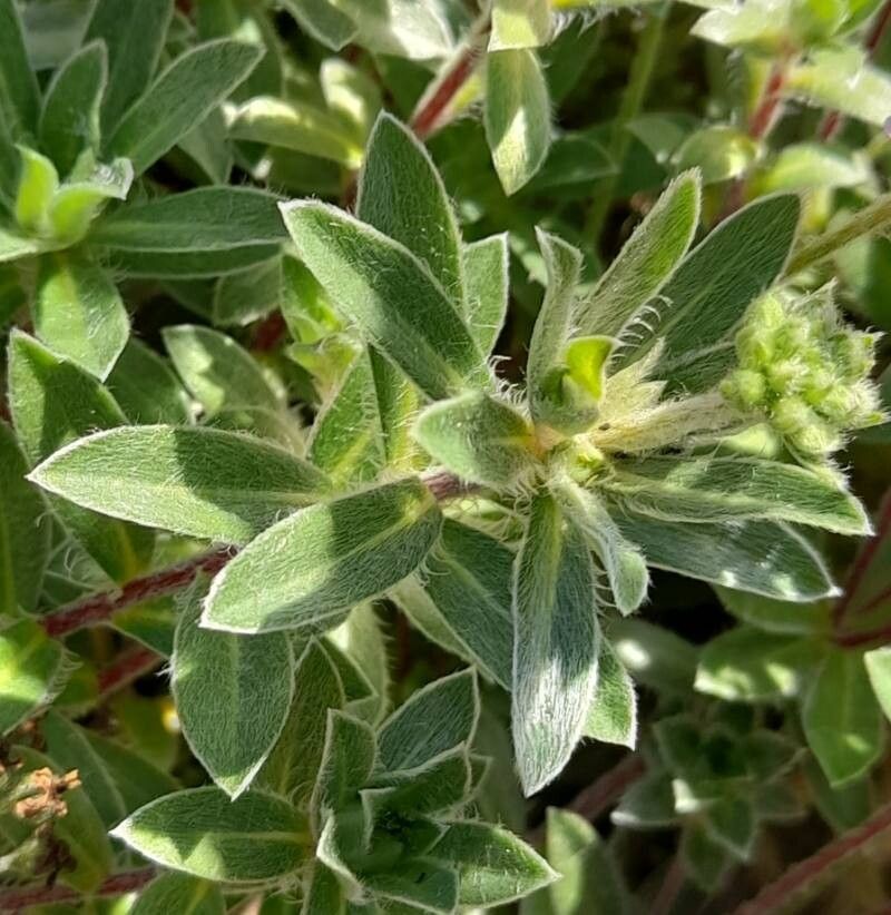 Androsace lanuginosa — houseplant care guide