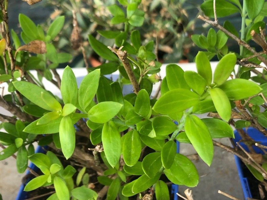 Gambelia speciosa — search result for 'Plantaginaceae'