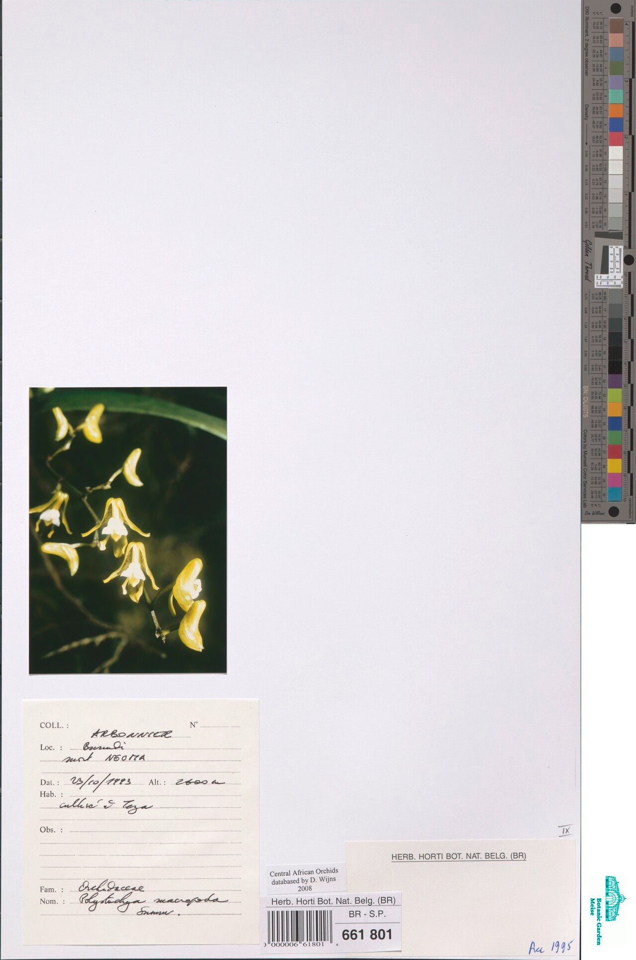 Polystachya macropoda — houseplant care guide