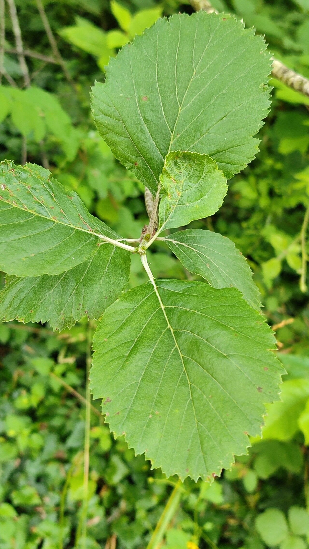 Aria stankovii — houseplant care guide