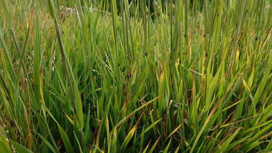 Phleum alpinum — related species from the same genus