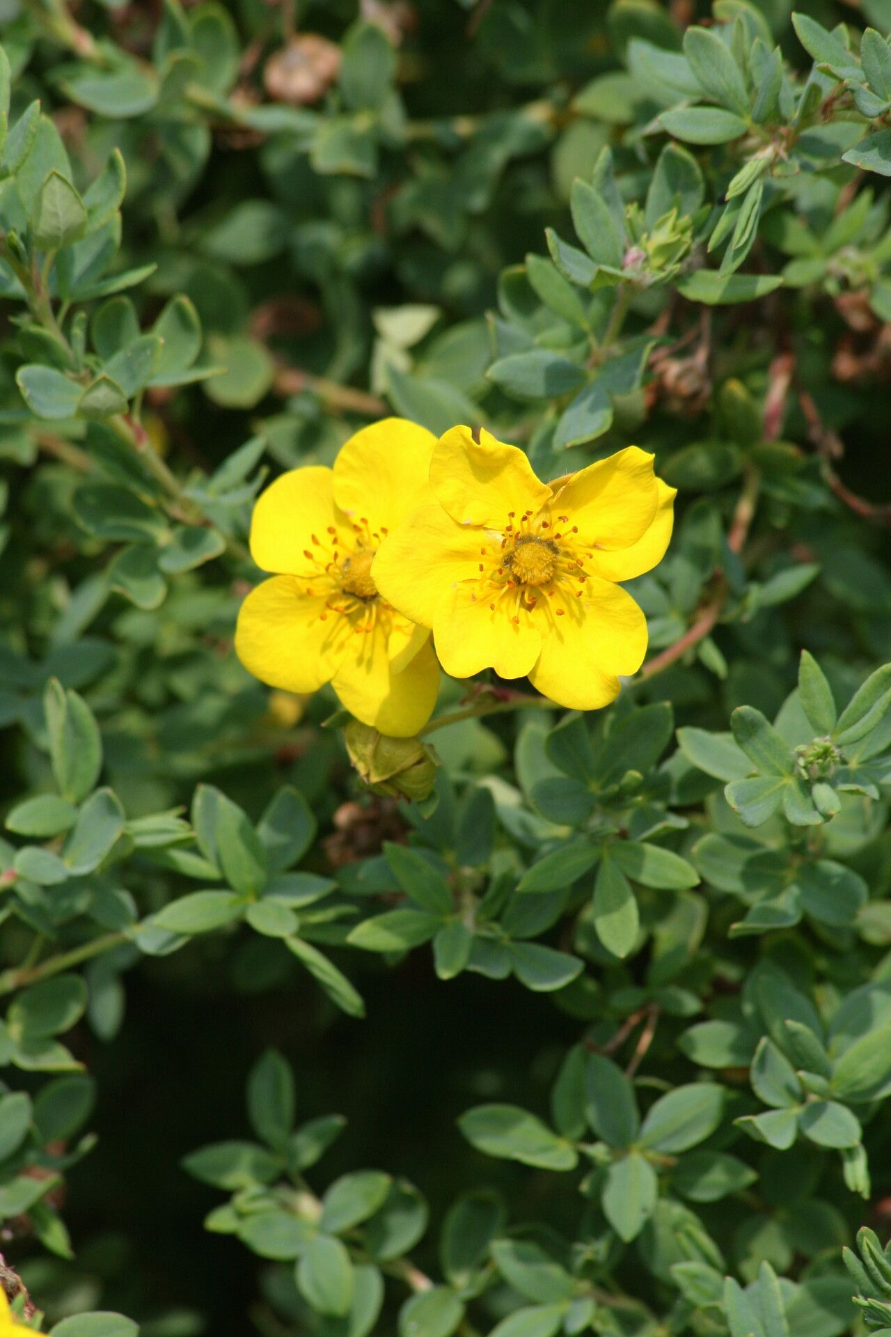 Dasiphora arbuscula — related species from the same genus