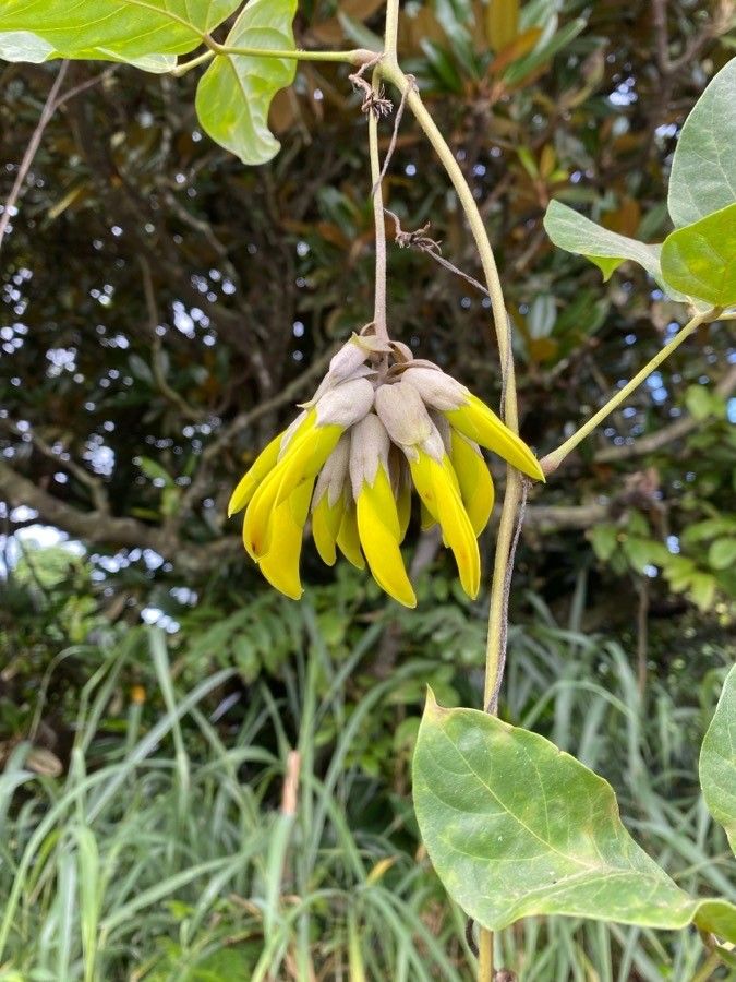 Mucuna sloanei flower