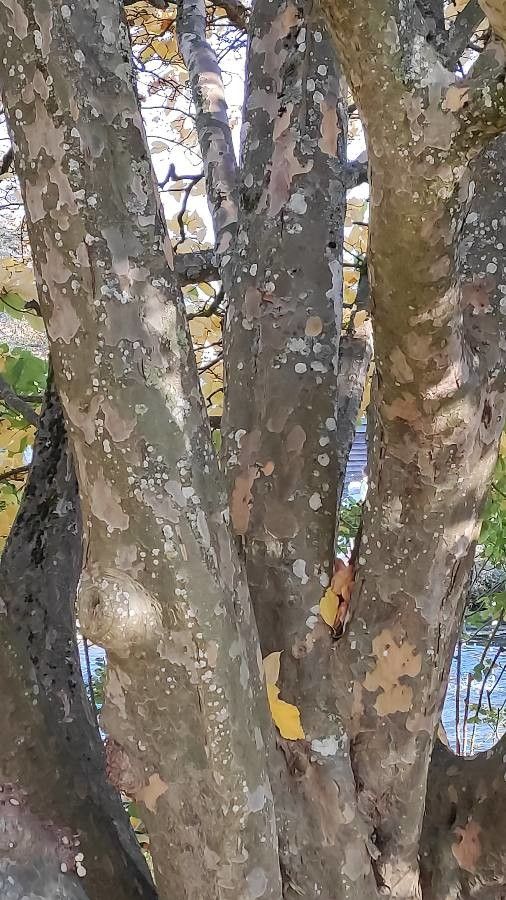 Parrotia subaequalis bark